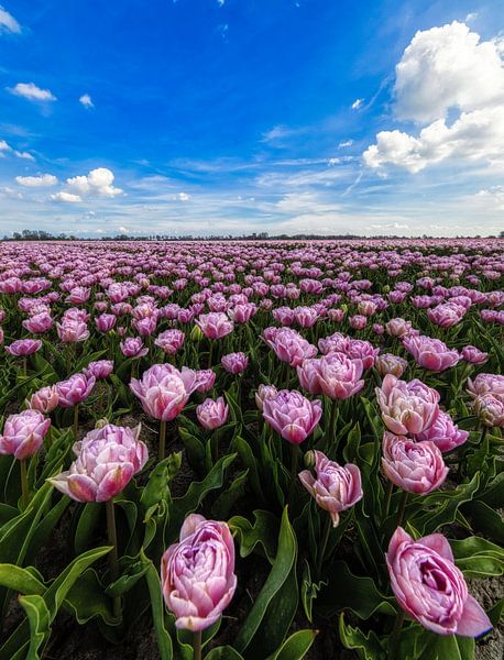 peony tulips in Aartswoud by peterheinspictures