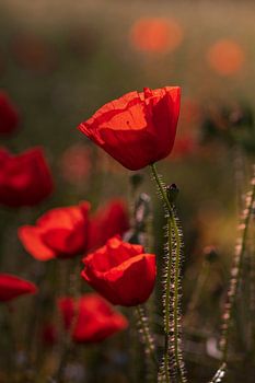 Des coquelicots dans la lumière du matin
