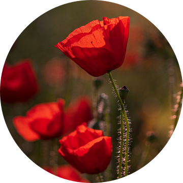 Klaprozen in het ochtenlicht