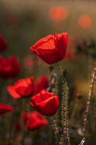 Mohnblumen im Morgenlicht