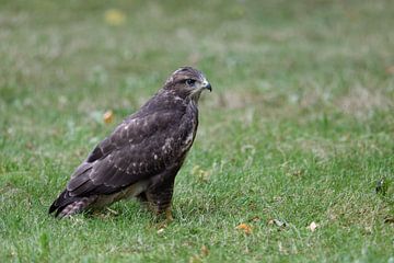 heldere ogen... Buizerd *Buteo buteo*, jonge vogel