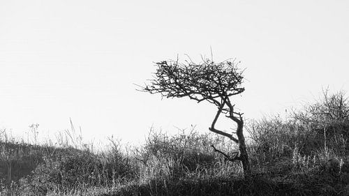 Eenzame boom op een duin