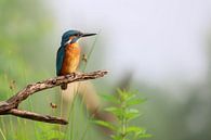 Ijsvogel van Karin van Rooijen Fotografie thumbnail