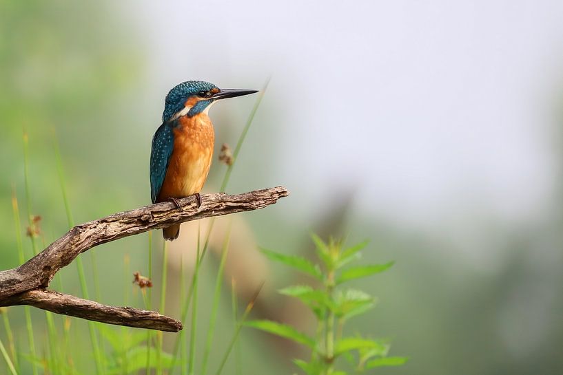 Ijsvogel van Karin van Rooijen Fotografie