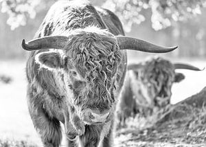 Neugieriger schottischer Highlander schwarz-weiß von Teun Ruijters