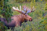 Eland in het eerste licht in Denali National Park Alaska van Michael Kuijl thumbnail