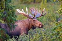 Eland in het eerste licht in Denali National Park Alaska
