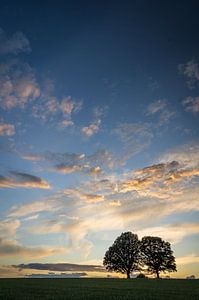 Weiter Himmel an den heiligen Eichen