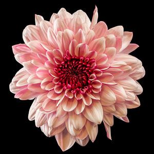 Chrysanthème (Chrysanthemum)