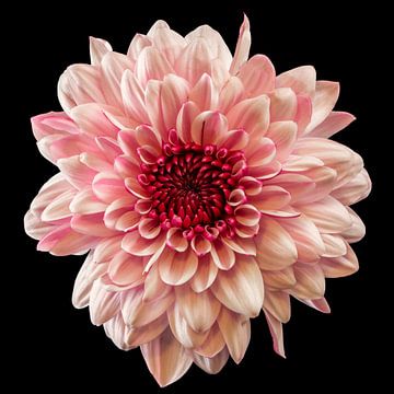 Chrysant  (Chrysanthemum) van Carola Schellekens