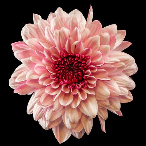 Chrysant  (Chrysanthemum)