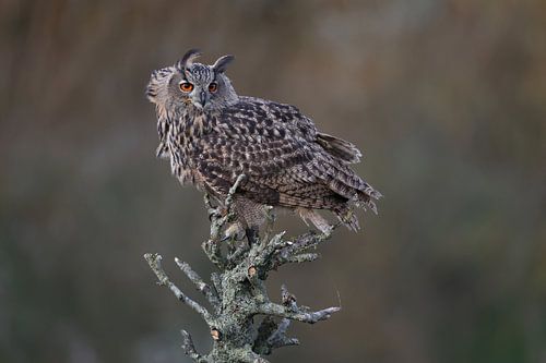 Portret van een Europese Oehoe