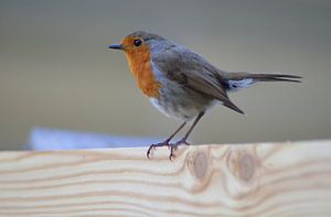 Roodborstje/Robin