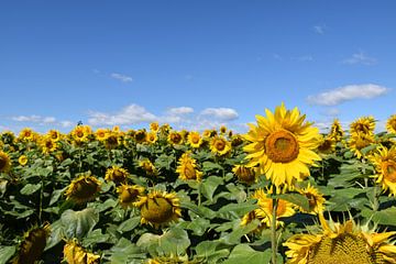 Een gebied met zonnebloembloemen in de zomer van Claude Laprise