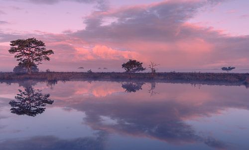 reflection on the Dwingelderveld
