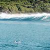 Dolfijnen spelend in de zee van Zuid Afrika van Stories by Pien