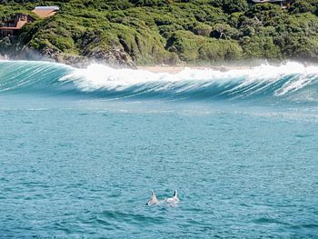 Delphine spielen im Meer von Südafrika