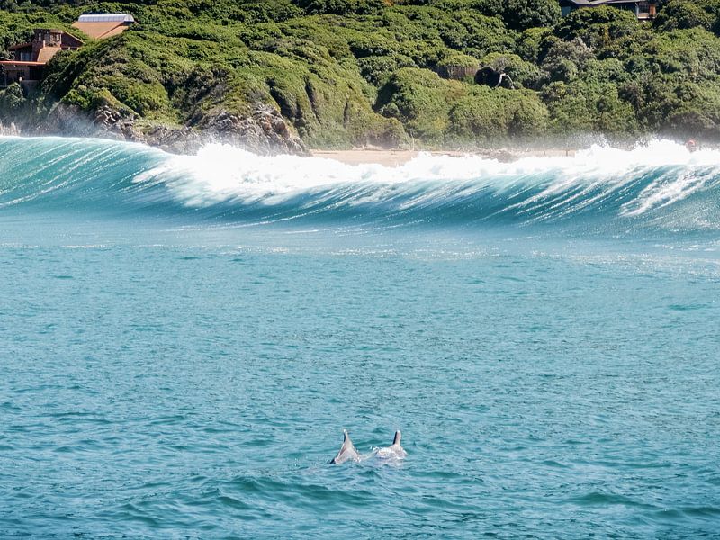 Dolphins playing in the sea of South Africa by Stories by Pien