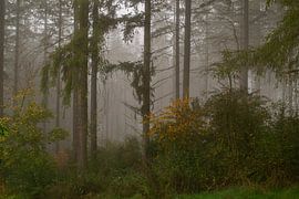 Autumn mists by natascha van der meijden