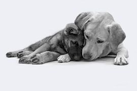 Labrador and shepherd puppy lie snugly against each other by Michar Peppenster