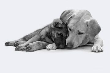 Labrador and shepherd puppy lie snugly against each other