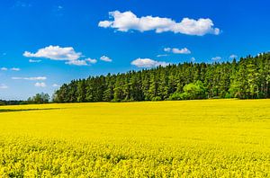 Gelbes Rapsfeld im Frühling mit blauem bewölktem Himmel und Waldhintergrund von Alex Winter