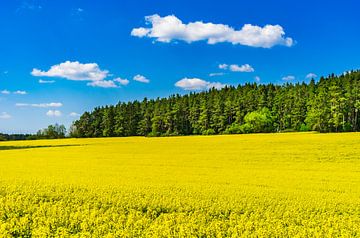Champ de colza jaune au printemps avec un ciel bleu nuageux et un fond de forêt sur Alex Winter