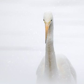 Winter elegance, snow portrait by natascha verbij