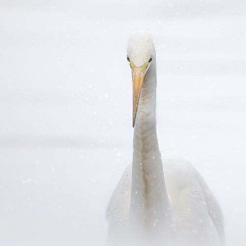 Winterse elegance, sneeuwportret
