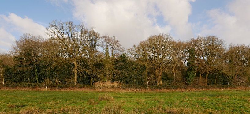 forêt artificielle au début du printemps par Wim vd Neut