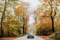 Oldtimer Mini Cooper on the road in an autumn forest | Veluwe, Netherlands