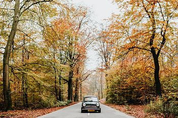 Oldtimer Mini Cooper auf der Straße in einem Herbstwald | Veluwe, Niederlande