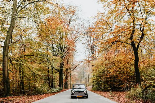 Oldtimer Mini Cooper op de weg in een herfstbos | Veluwe, Nederland