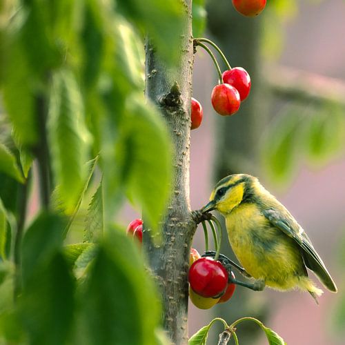 pimpelmees in de kersenboom