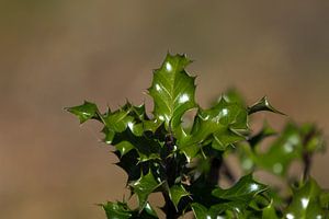 Bladen van de hulst – Ilex aquifolium