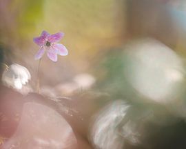 Gelassenes Buschwindröschen