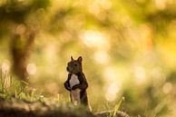 Eichhörnchen von Bart Vodderie Miniaturansicht