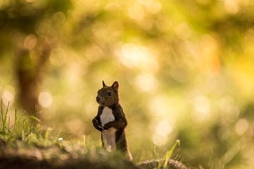 Squirrel by Bart Vodderie
