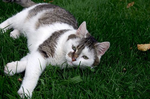 Mooie kat rustend in het gras