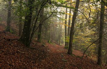 Forest Whispering: Autumn magic in the Morning Mist