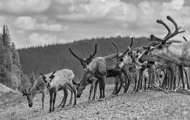 Les rennes en Suède