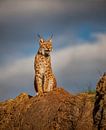 Lynx au sommet d'une colline par Laura Sanchez Aperçu