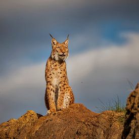 Lynx au sommet d'une colline sur Laura Sanchez