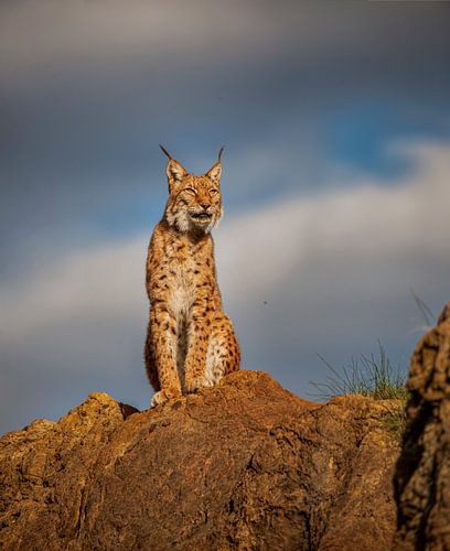 Lynx op de top van een heuvel van Laura Sanchez