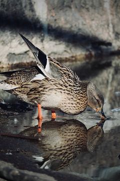 Nature duckling by sam van Spall