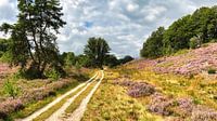 Heidelandschaft mit Wanderweg