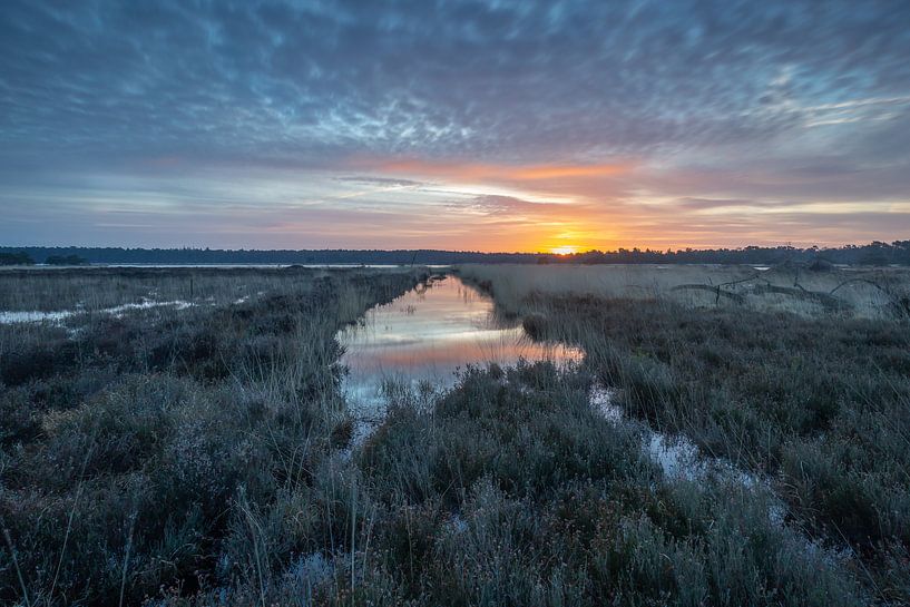 Zonsopgang Kalmthoutse Heide van Silvia Thiel