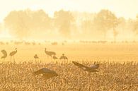 Kranichvögel während eines frühen Sonnenaufgangs im Herbst von Sjoerd van der Wal Fotografie Miniaturansicht