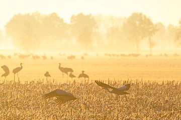 Kranichvögel während eines frühen Sonnenaufgangs im Herbst