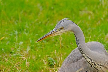 Close-up of a young grey heron by Kristof Lauwers